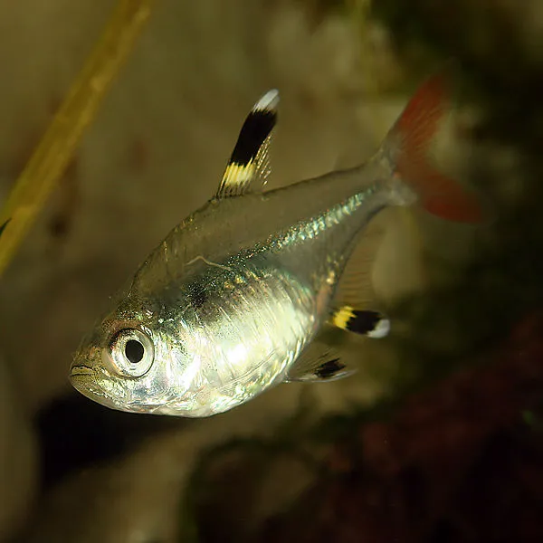 Pristella (Pristella riddlei)